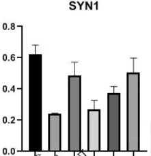 WB（Western Blotting）