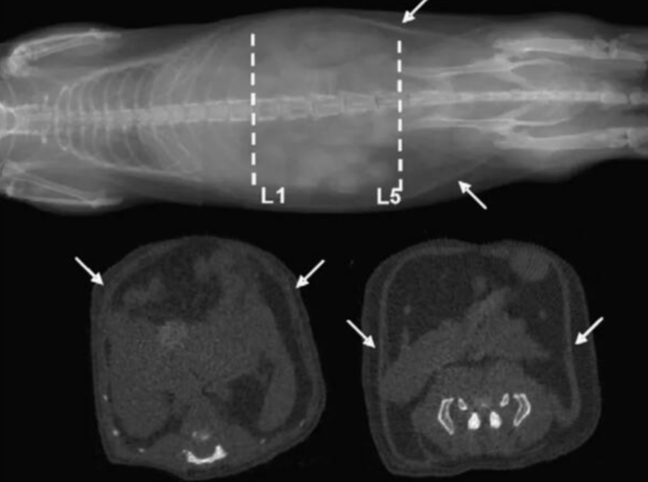 Micro-CT