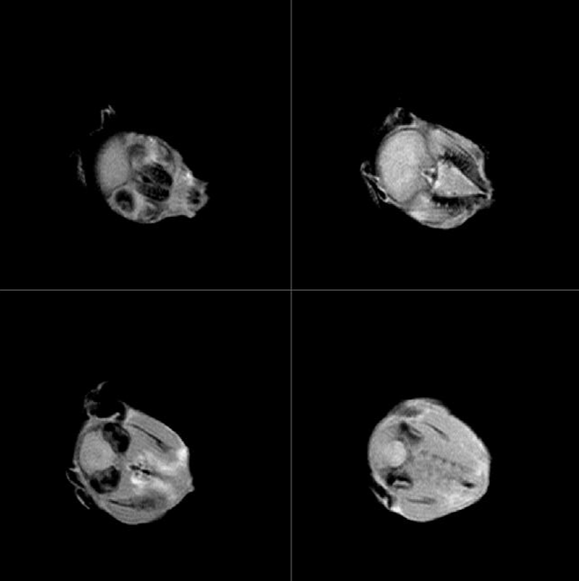 小(xiǎo)动物(wù)磁共振成像(MRI)